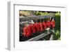 Red Hungarian Hot Chili Locally known as Paprika, Kalocsa, Hungary-Martin Zwick-Framed Photographic Print