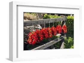 Red Hungarian Hot Chili Locally known as Paprika, Kalocsa, Hungary-Martin Zwick-Framed Photographic Print