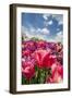 Red Hybrid Tulip and the Sky-Richard T. Nowitz-Framed Premium Photographic Print