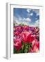 Red Hybrid Tulip and the Sky-Richard T. Nowitz-Framed Premium Photographic Print