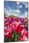 Red Hybrid Tulip and the Sky-Richard T. Nowitz-Mounted Premium Photographic Print