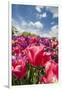 Red Hybrid Tulip and the Sky-Richard T. Nowitz-Framed Premium Photographic Print