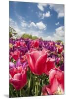 Red Hybrid Tulip and the Sky-Richard T. Nowitz-Mounted Premium Photographic Print