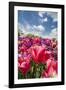 Red Hybrid Tulip and the Sky-Richard T. Nowitz-Framed Photographic Print