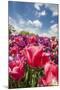 Red Hybrid Tulip and the Sky-Richard T. Nowitz-Mounted Photographic Print