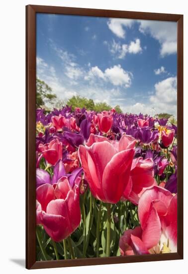 Red Hybrid Tulip and the Sky-Richard T. Nowitz-Framed Photographic Print