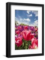 Red Hybrid Tulip and the Sky-Richard T. Nowitz-Framed Photographic Print