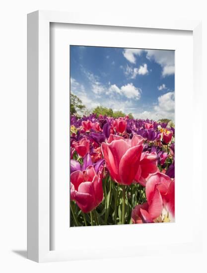 Red Hybrid Tulip and the Sky-Richard T. Nowitz-Framed Photographic Print