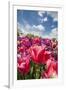 Red Hybrid Tulip and the Sky-Richard T. Nowitz-Framed Photographic Print