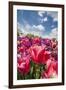 Red Hybrid Tulip and the Sky-Richard T. Nowitz-Framed Photographic Print