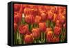 Red Hybrid Tulips-Richard T. Nowitz-Framed Stretched Canvas