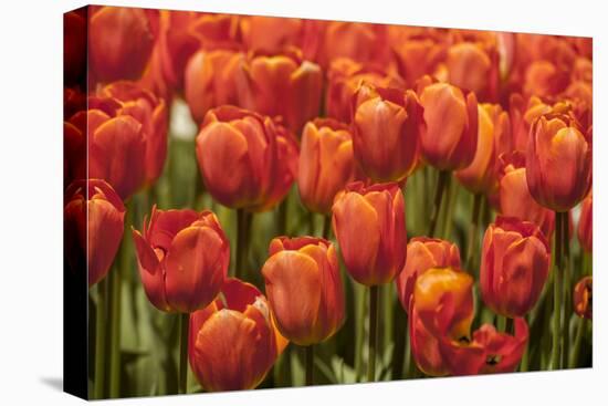 Red Hybrid Tulips-Richard T. Nowitz-Stretched Canvas