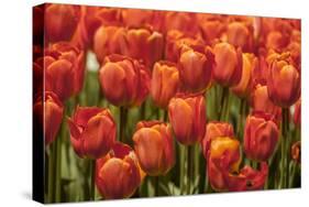 Red Hybrid Tulips-Richard T. Nowitz-Stretched Canvas