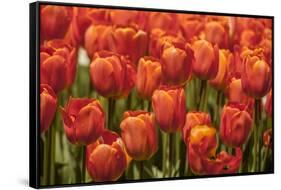 Red Hybrid Tulips-Richard T. Nowitz-Framed Stretched Canvas