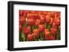 Red Hybrid Tulips-Richard T. Nowitz-Framed Premium Photographic Print