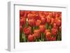 Red Hybrid Tulips-Richard T. Nowitz-Framed Premium Photographic Print