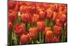 Red Hybrid Tulips-Richard T. Nowitz-Mounted Premium Photographic Print