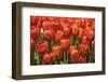 Red Hybrid Tulips-Richard T. Nowitz-Framed Photographic Print