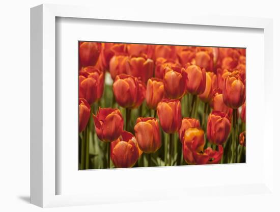 Red Hybrid Tulips-Richard T. Nowitz-Framed Photographic Print