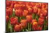Red Hybrid Tulips-Richard T. Nowitz-Mounted Photographic Print