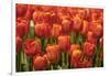 Red Hybrid Tulips-Richard T. Nowitz-Framed Photographic Print