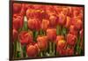 Red Hybrid Tulips-Richard T. Nowitz-Framed Photographic Print