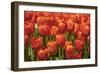 Red Hybrid Tulips-Richard T. Nowitz-Framed Photographic Print