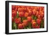 Red Hybrid Tulips-Richard T. Nowitz-Framed Photographic Print