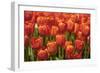 Red Hybrid Tulips-Richard T. Nowitz-Framed Photographic Print