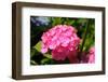 Red Hydrangea Flower-tamikosan-Framed Photographic Print