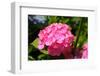 Red Hydrangea Flower-tamikosan-Framed Photographic Print