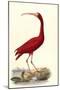 Red Ibis-null-Mounted Premium Photographic Print