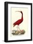 Red Ibis-null-Framed Photographic Print