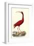 Red Ibis-null-Framed Photographic Print