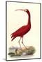 Red Ibis-null-Mounted Photographic Print