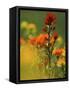 Red Indian Paintbrush Flower in Springtime, Nature Conservancy Property, Maxton Plains-Mark Carlson-Framed Stretched Canvas