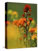 Red Indian Paintbrush Flower in Springtime, Nature Conservancy Property, Maxton Plains-Mark Carlson-Stretched Canvas