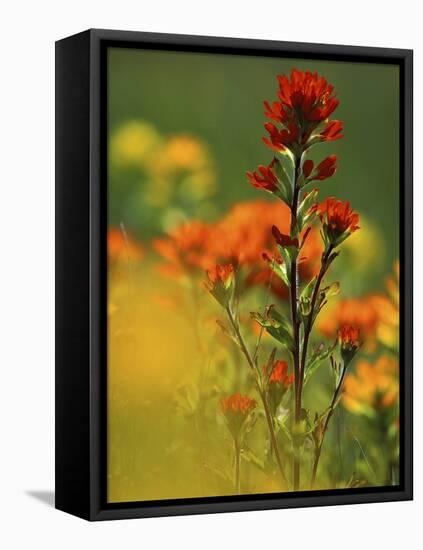 Red Indian Paintbrush Flower in Springtime, Nature Conservancy Property, Maxton Plains-Mark Carlson-Framed Stretched Canvas