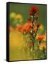 Red Indian Paintbrush Flower in Springtime, Nature Conservancy Property, Maxton Plains-Mark Carlson-Framed Stretched Canvas