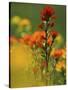 Red Indian Paintbrush Flower in Springtime, Nature Conservancy Property, Maxton Plains-Mark Carlson-Stretched Canvas