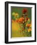 Red Indian Paintbrush Flower in Springtime, Nature Conservancy Property, Maxton Plains-Mark Carlson-Framed Photographic Print