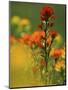 Red Indian Paintbrush Flower in Springtime, Nature Conservancy Property, Maxton Plains-Mark Carlson-Mounted Photographic Print