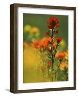 Red Indian Paintbrush Flower in Springtime, Nature Conservancy Property, Maxton Plains-Mark Carlson-Framed Photographic Print