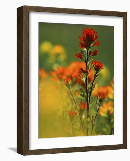 Red Indian Paintbrush Flower in Springtime, Nature Conservancy Property, Maxton Plains-Mark Carlson-Framed Photographic Print