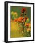 Red Indian Paintbrush Flower in Springtime, Nature Conservancy Property, Maxton Plains-Mark Carlson-Framed Photographic Print