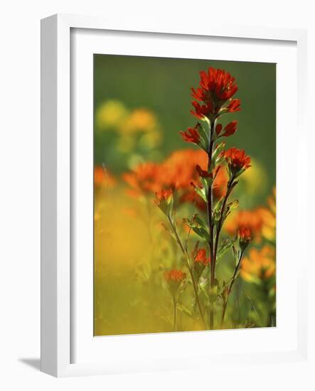 Red Indian Paintbrush Flower in Springtime, Nature Conservancy Property, Maxton Plains-Mark Carlson-Framed Photographic Print