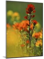 Red Indian Paintbrush Flower in Springtime, Nature Conservancy Property, Maxton Plains-Mark Carlson-Mounted Photographic Print