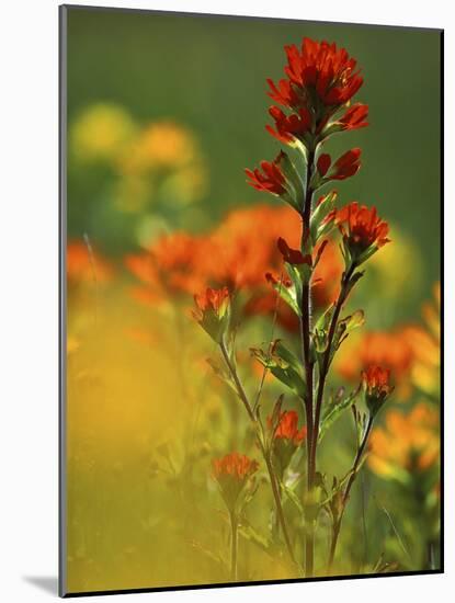 Red Indian Paintbrush Flower in Springtime, Nature Conservancy Property, Maxton Plains-Mark Carlson-Mounted Photographic Print