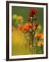 Red Indian Paintbrush Flower in Springtime, Nature Conservancy Property, Maxton Plains-Mark Carlson-Framed Photographic Print