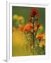 Red Indian Paintbrush Flower in Springtime, Nature Conservancy Property, Maxton Plains-Mark Carlson-Framed Photographic Print